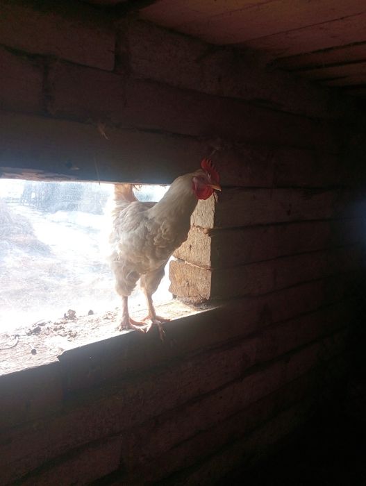 Продам петушков.