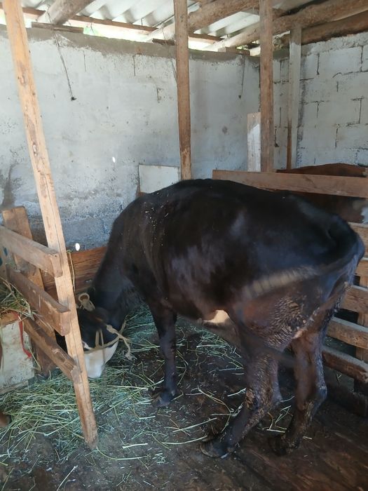 продам  2 коров  молодых