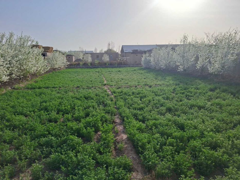 Yangiariq tumani Sherobod MFYda qurilishi tugallanmagan hovli joy