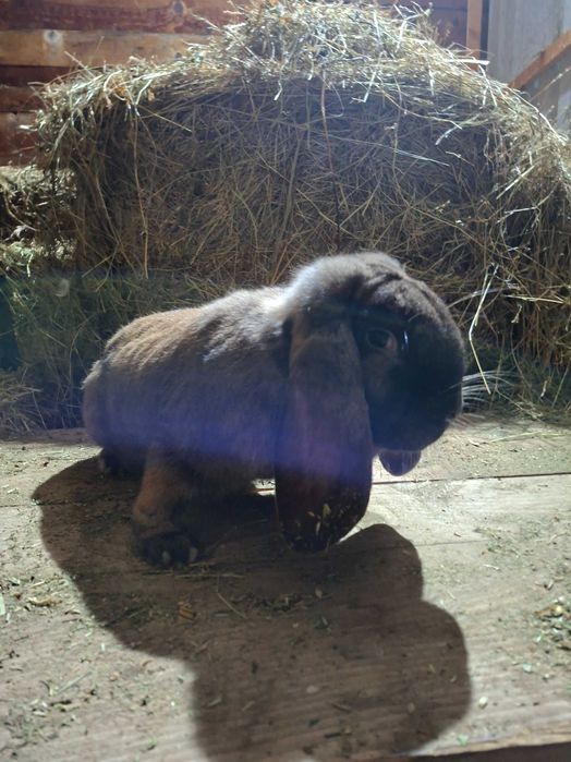 Asi schimba femela berbec german agouti/ femela urias german galben
