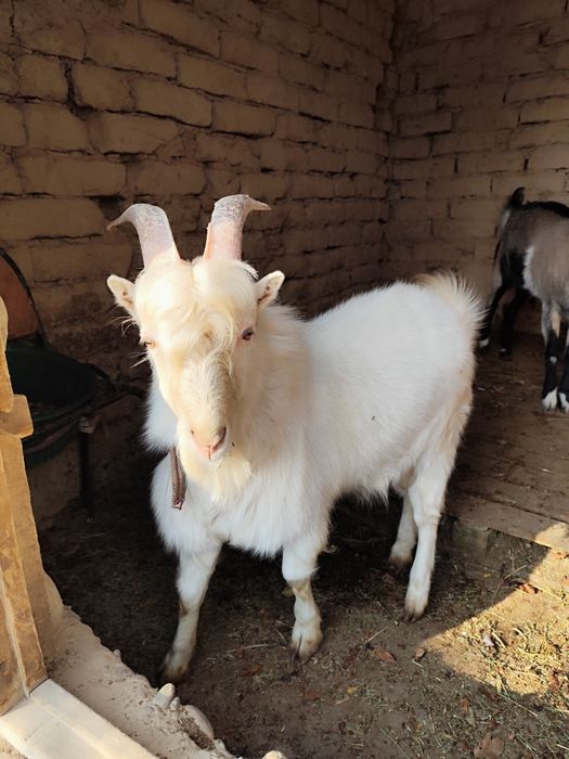 Пародистый теке сатамын