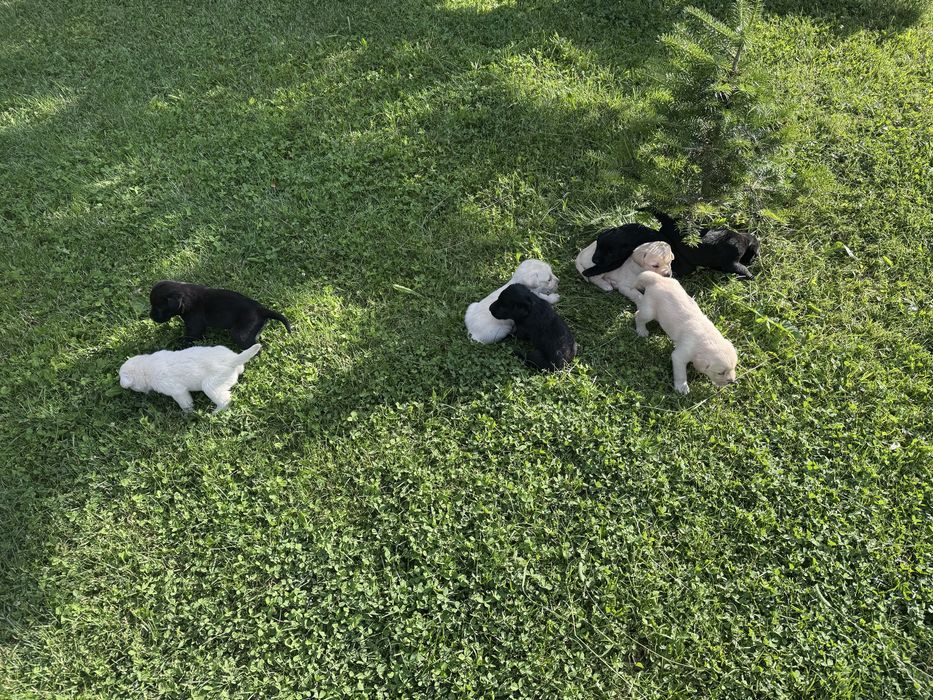 Labradori catei pui