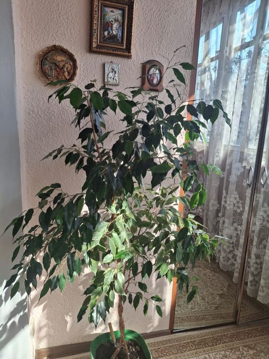 Продам ФИКУС Бенджамина