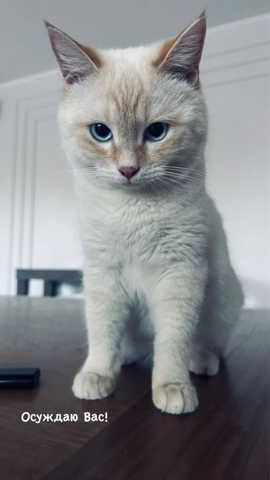 Ищу любящую семью для Буси!