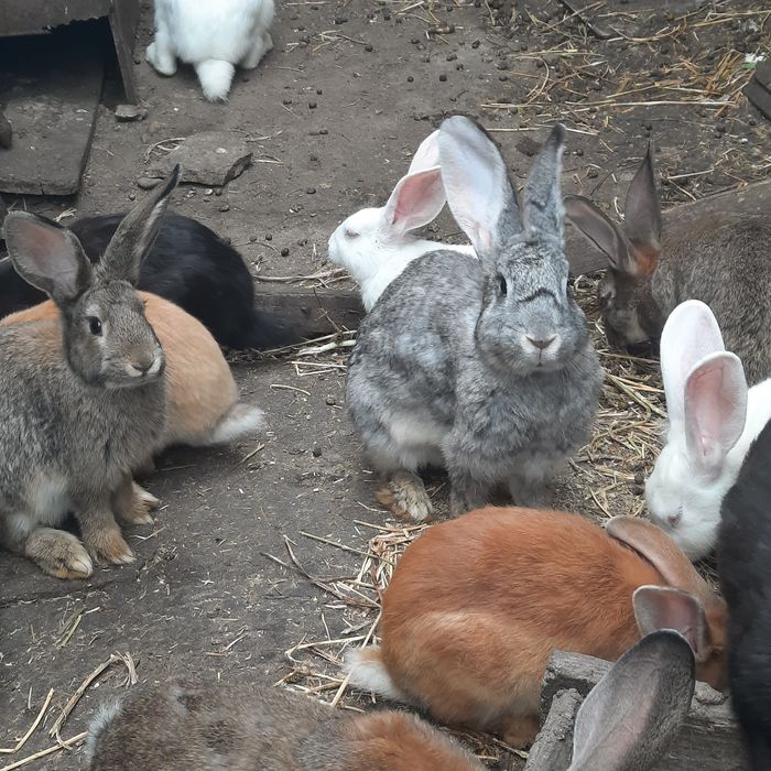Iepuri de vanzare