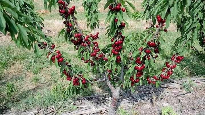 Мевали кочатлар сотувда