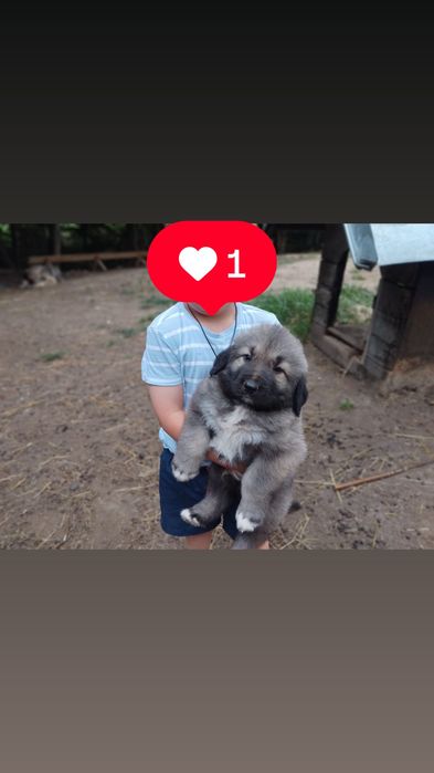 Pui Ciobănestii !!!