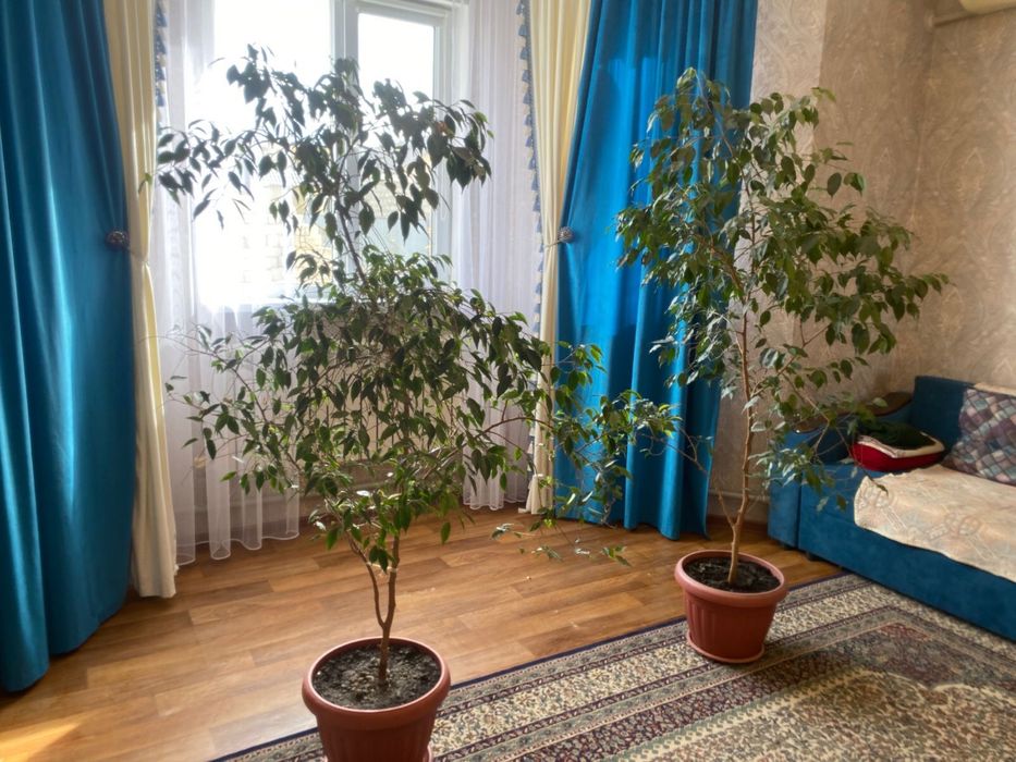 Фикус Бенджамина сатылады.