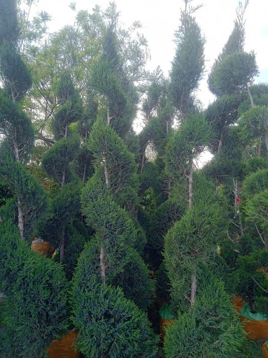 Газон ландшафтный дизайнер