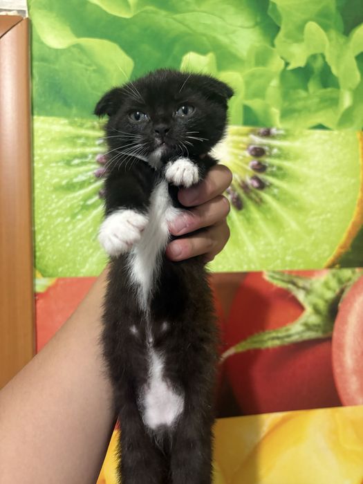 Котята Вислоухие