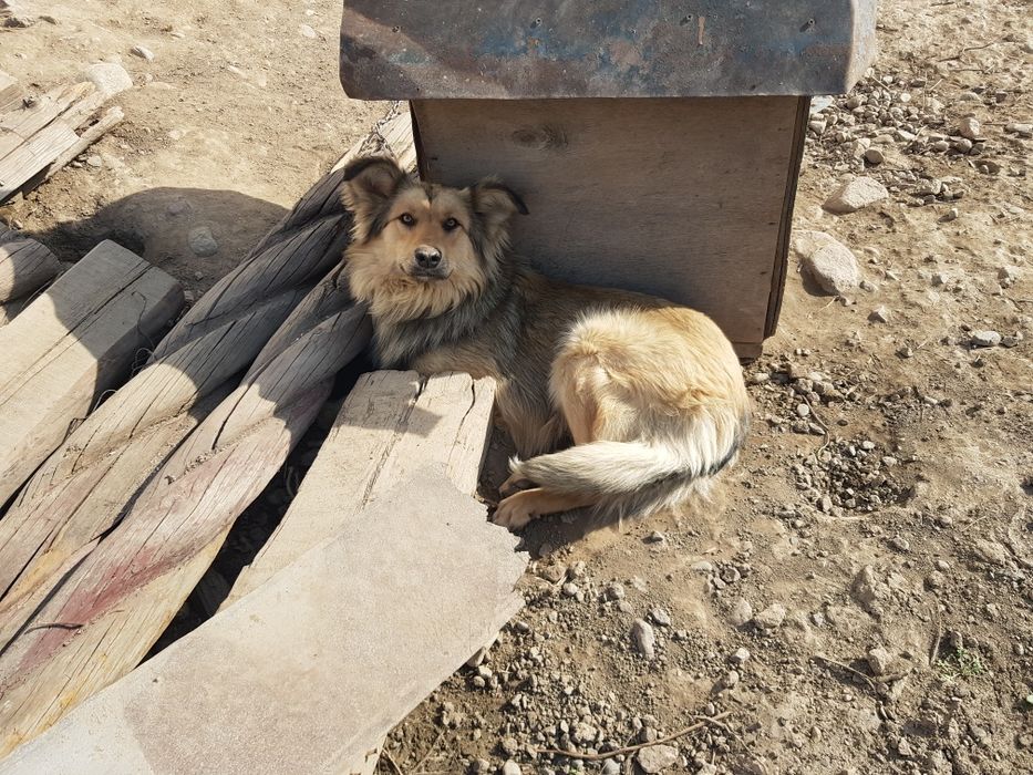 Клика Макс 1.3 месяца отдам даром