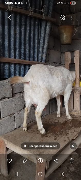 Занен ешкі сатылады