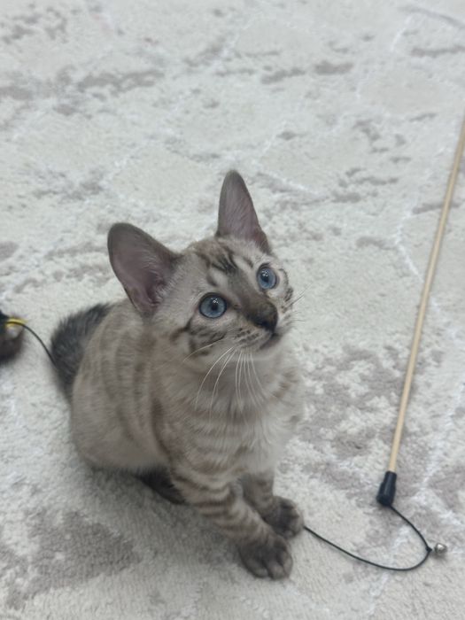 Срочно продаю котенка(бенгалец)