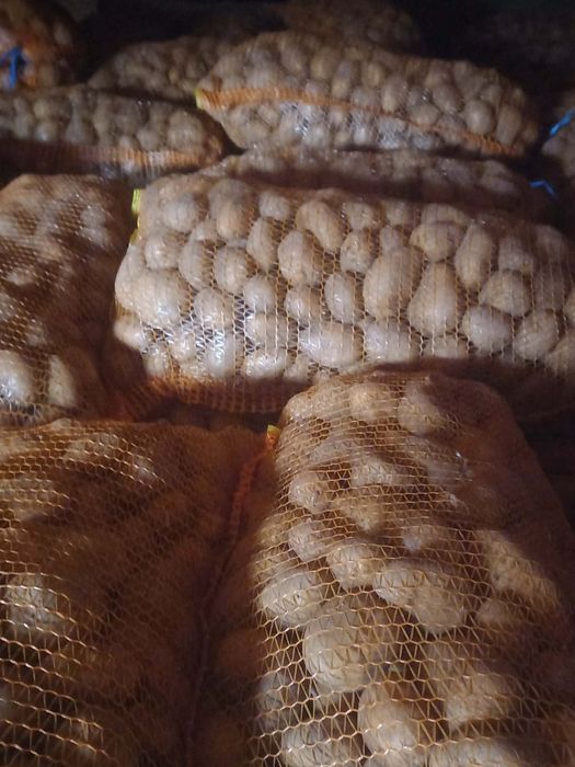 Cartof consum in saci