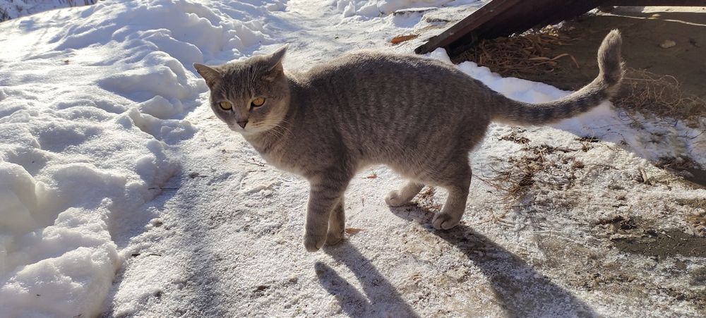 Отдам кошку в добрые руки