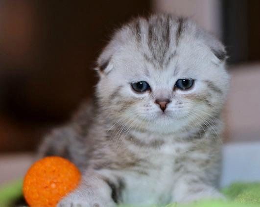 Вислоухие шотландские котята