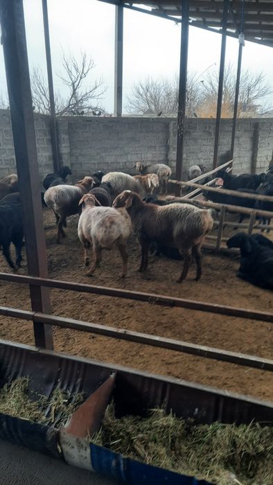 Арашан кучкорла сотилади