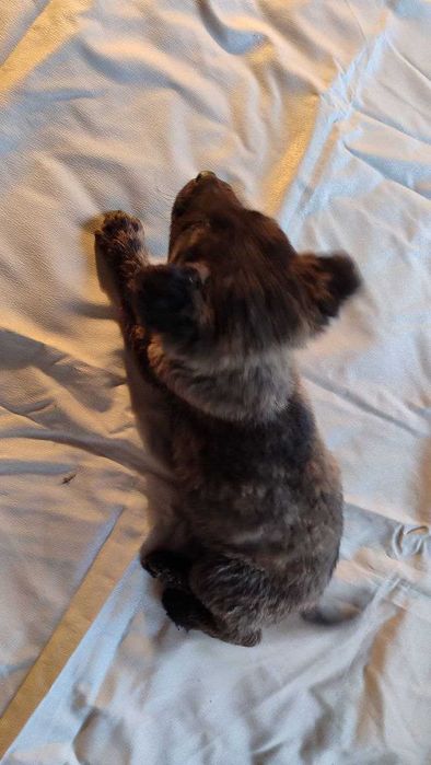 Отдам в хорошие руки собачку