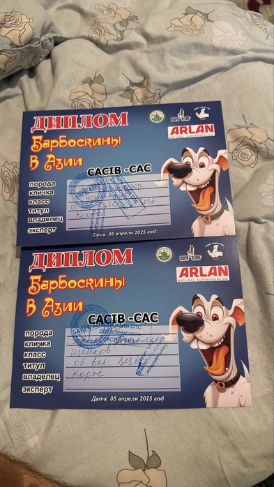 Русский охотничий спаниель на вязку