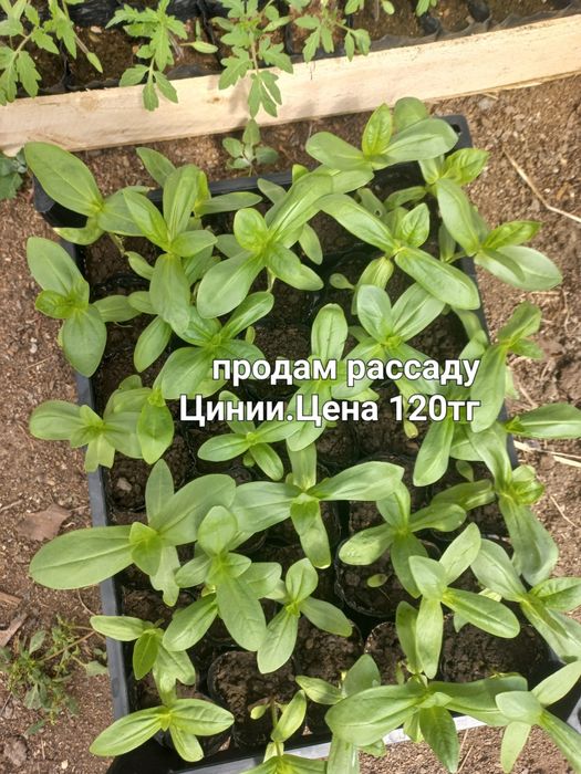 Продам рассаду...