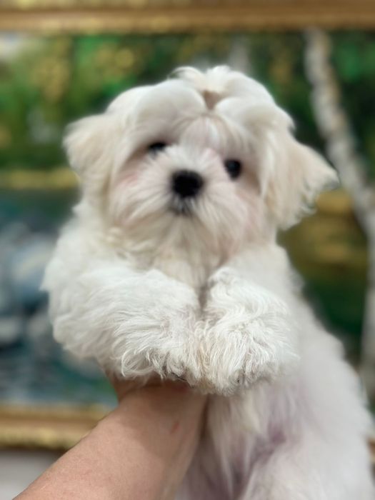 Мальтезе кукольный мальчик