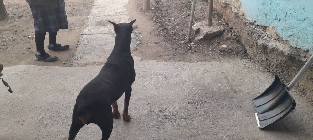 Доберман самка продается