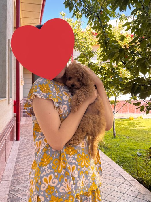 Мальтипу,  5 месяцев , девочка , привитая