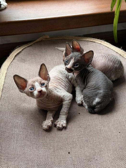 Котята канадского сфинкса