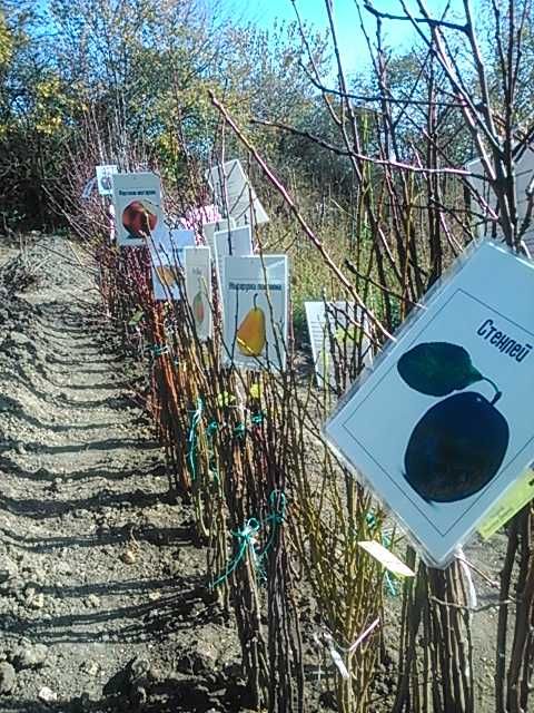 Овощни дръвчета - 10плюс1