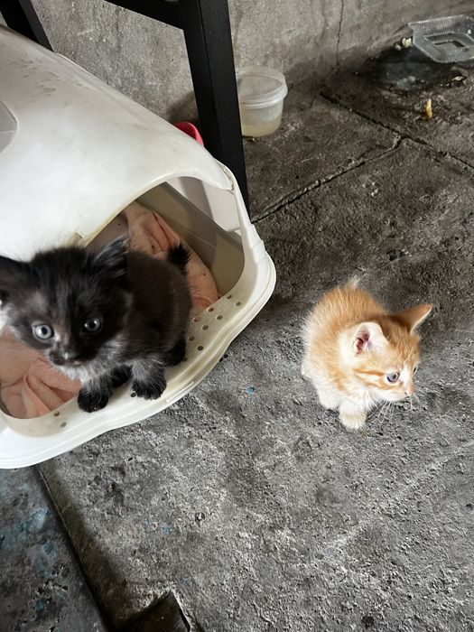 Отдам котят в добрые руки