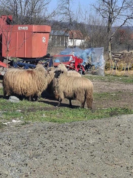 Vând oi țurcane.