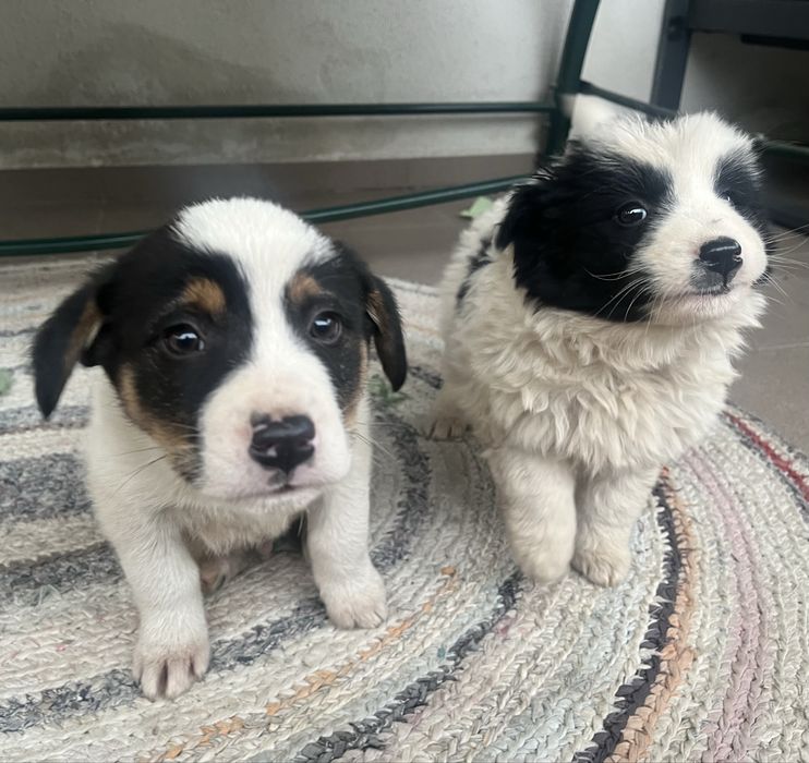 donație doi cățeluși adorabili