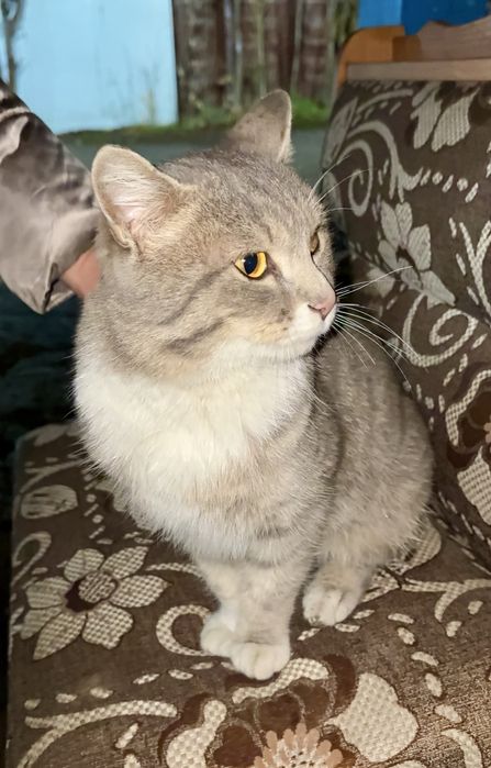 Молодой кот ищет дом