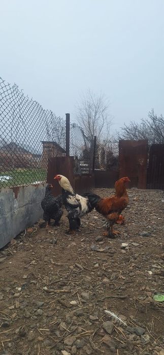 Молодые петрушки