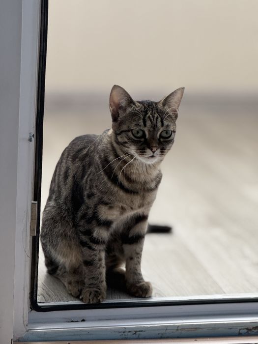 Продам кошку 1.5года