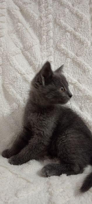 Милая кошечка. Отдадим в добрые ручки.