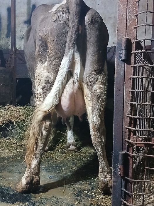 Vând 2 vaci cu lapte