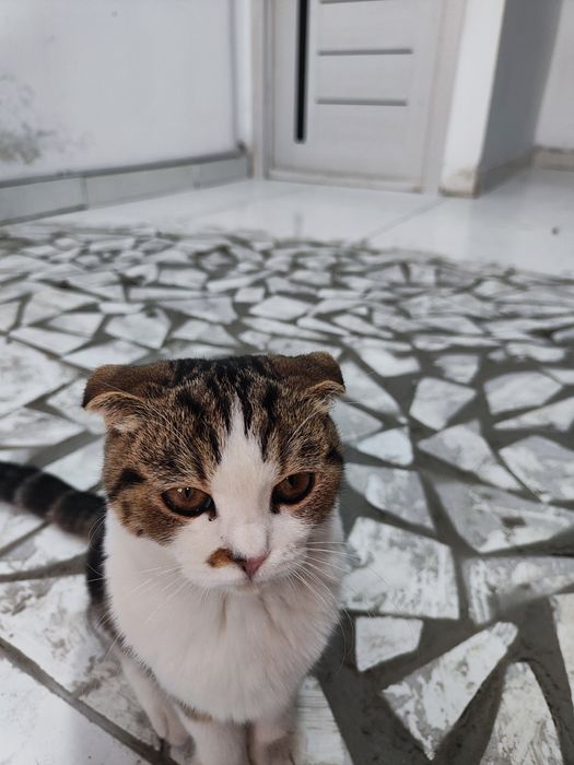 Turmushga chiqqan ayollarning veb-kamerasi pornosini onlayn tomosha qiling