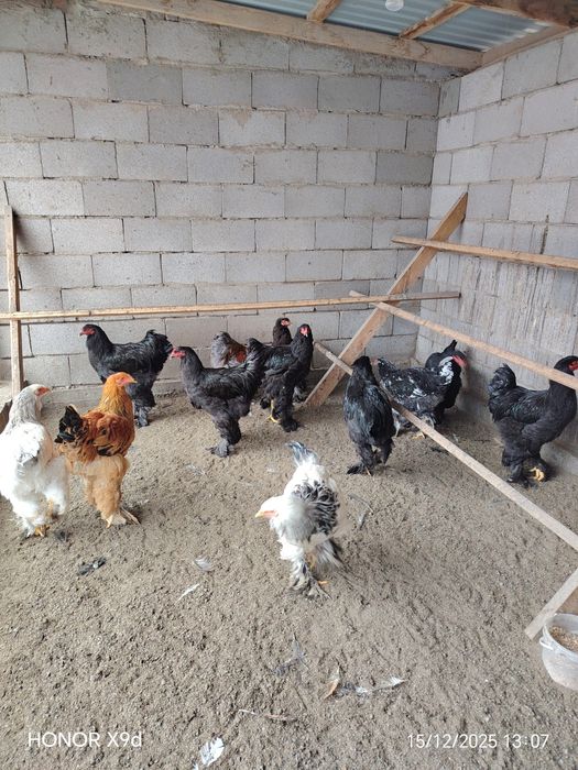 Продам Брамы Петухи.