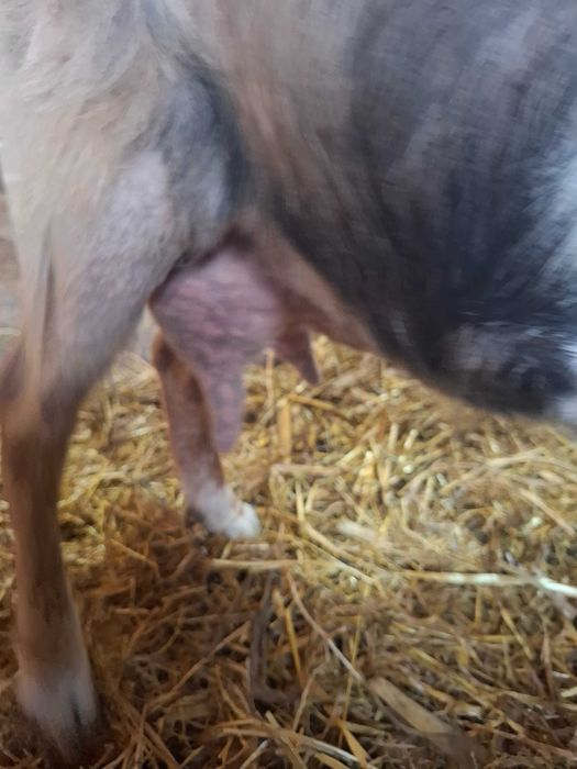 Vand o capra pt sacrificat