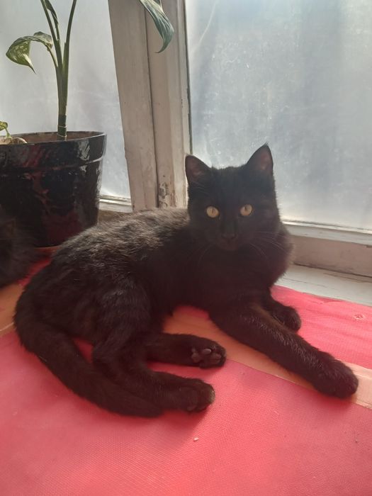 Отдам в добрые руки