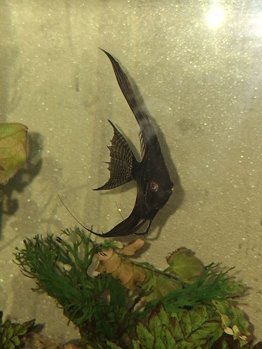 продам рыбку Скалярия