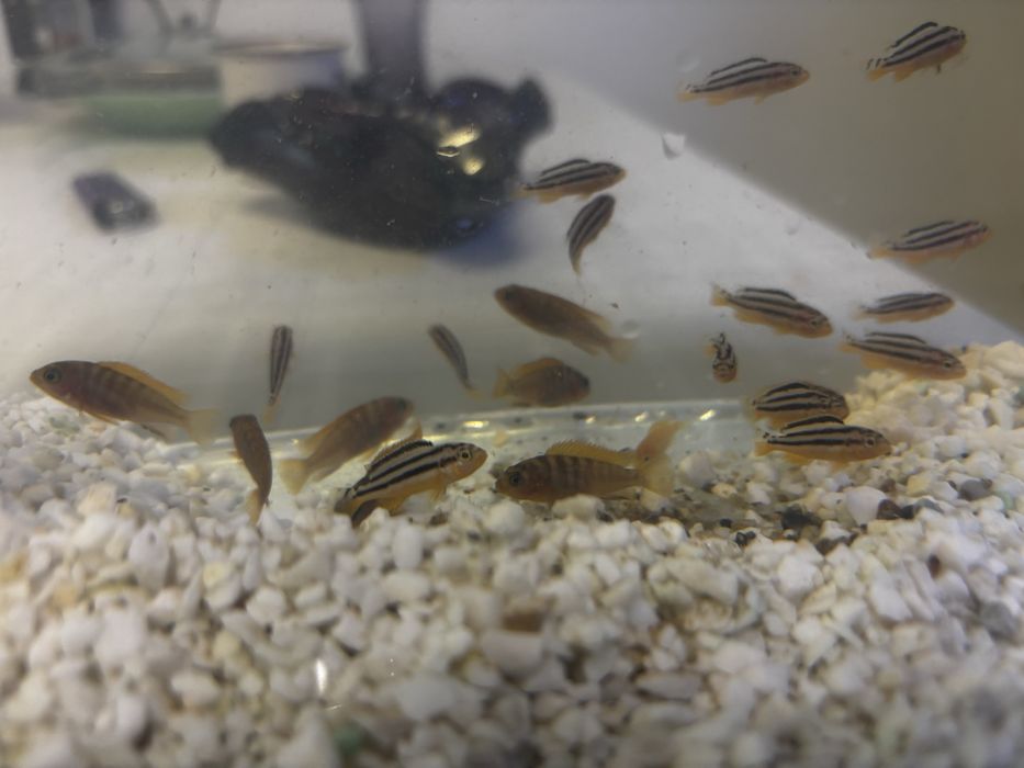 Pesti Ciclide Auratus si Red Top Hongi