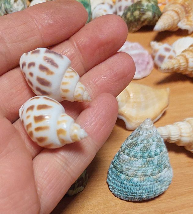 Scoici si melci diferite marimi