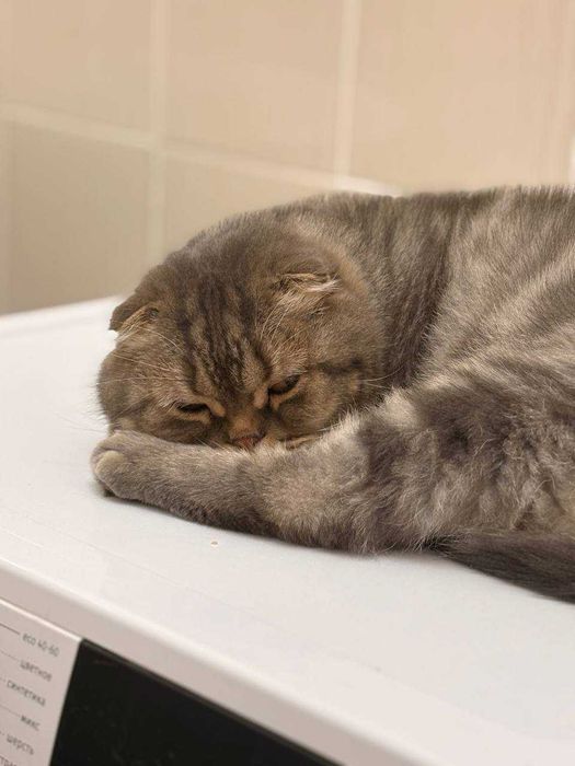 Большой молодой скоттиш в добрые руки