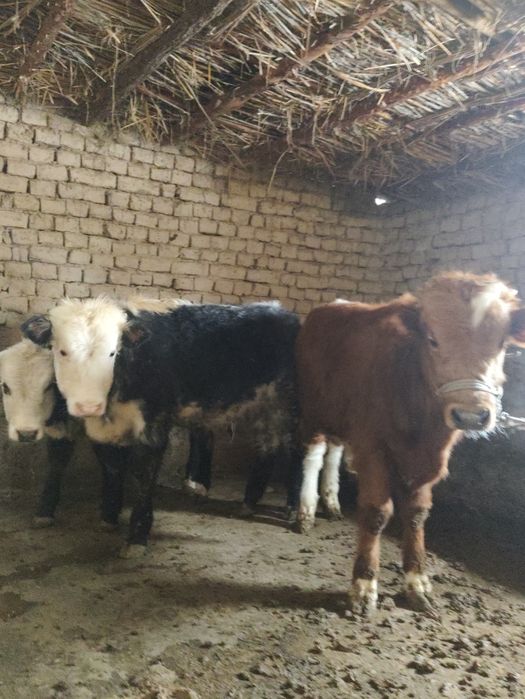 Бұқалар сатылады