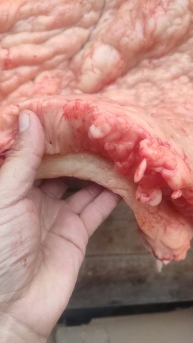 Соғым(откорм) жас биелер сатылады