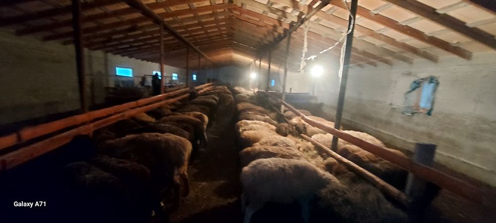 Илинка ауылында семіз қойлар сатылады