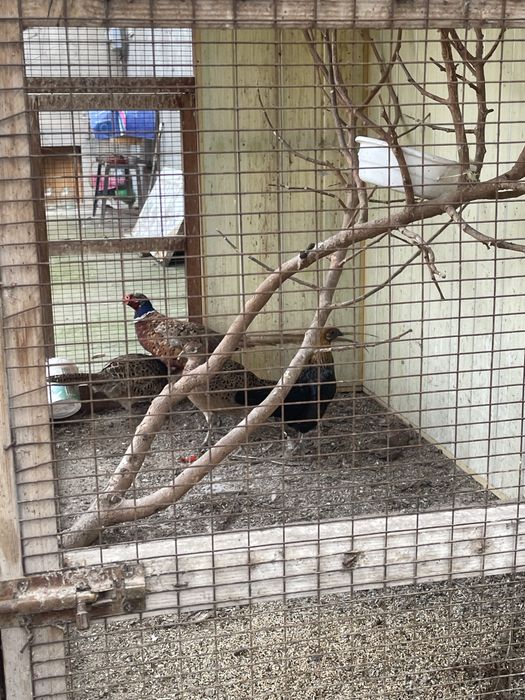 kavkaz fazanlari sotiladi