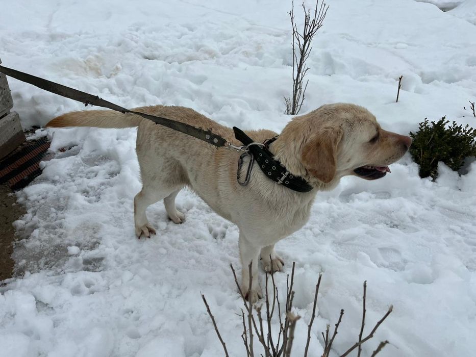 Лабрадор документімен